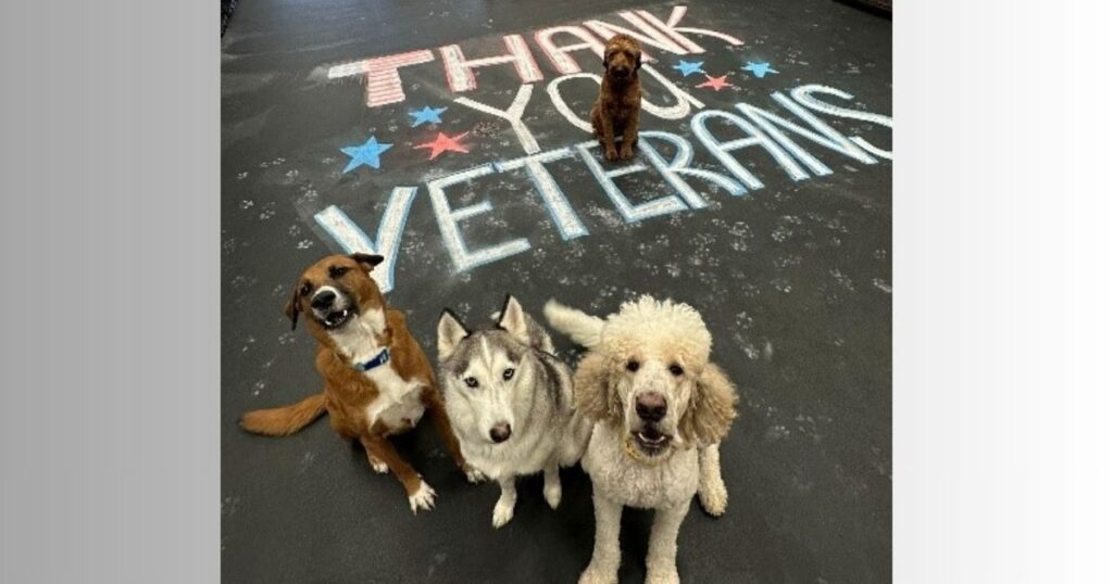 Dogtopia Foundation Honors Veterans Day with Nationwide Impact for Veterans and Service Dogs Dogtopia Foundation