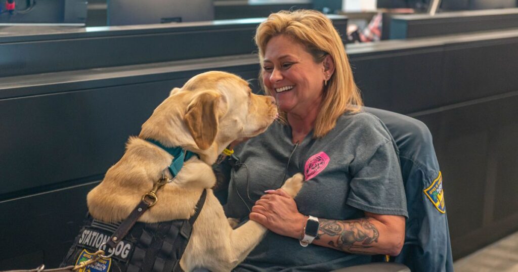 Station Dog with female in wheelchair